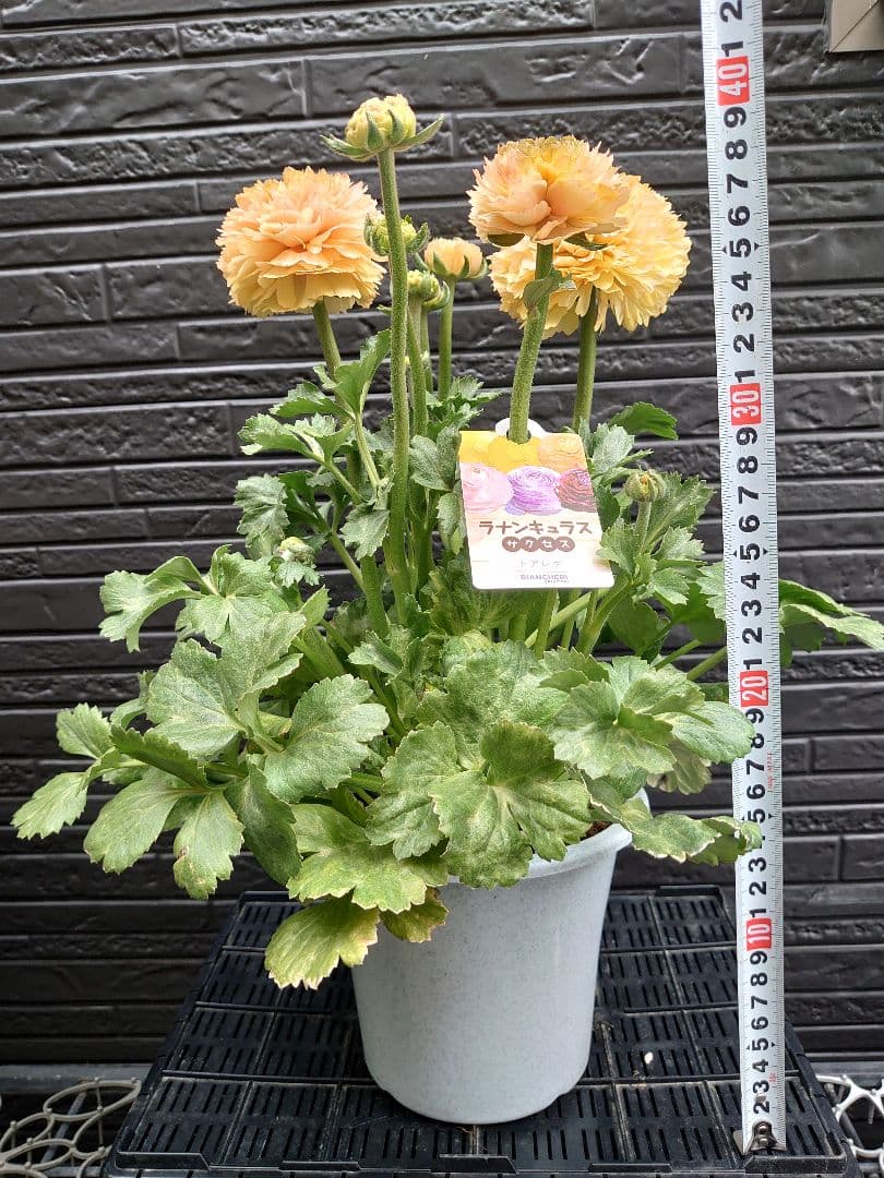 ラナンキュラス　サクセス トアレグ　開花鉢