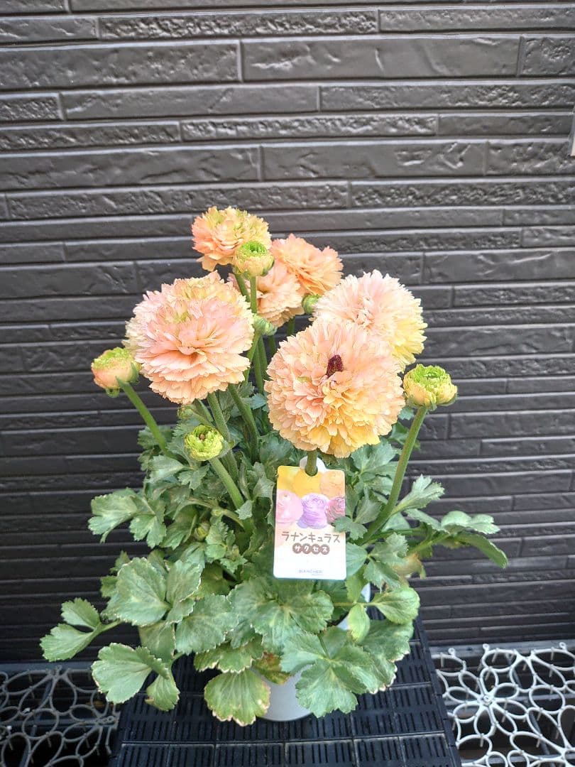 ラナンキュラス　サクセス トアレグ　開花鉢