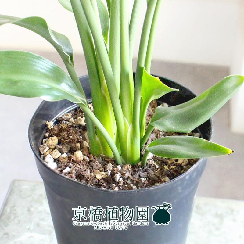 【現品】ストレチア/ストレリチア・ノンリーフ（ユンケア） 3.5号　黒鉢（4）