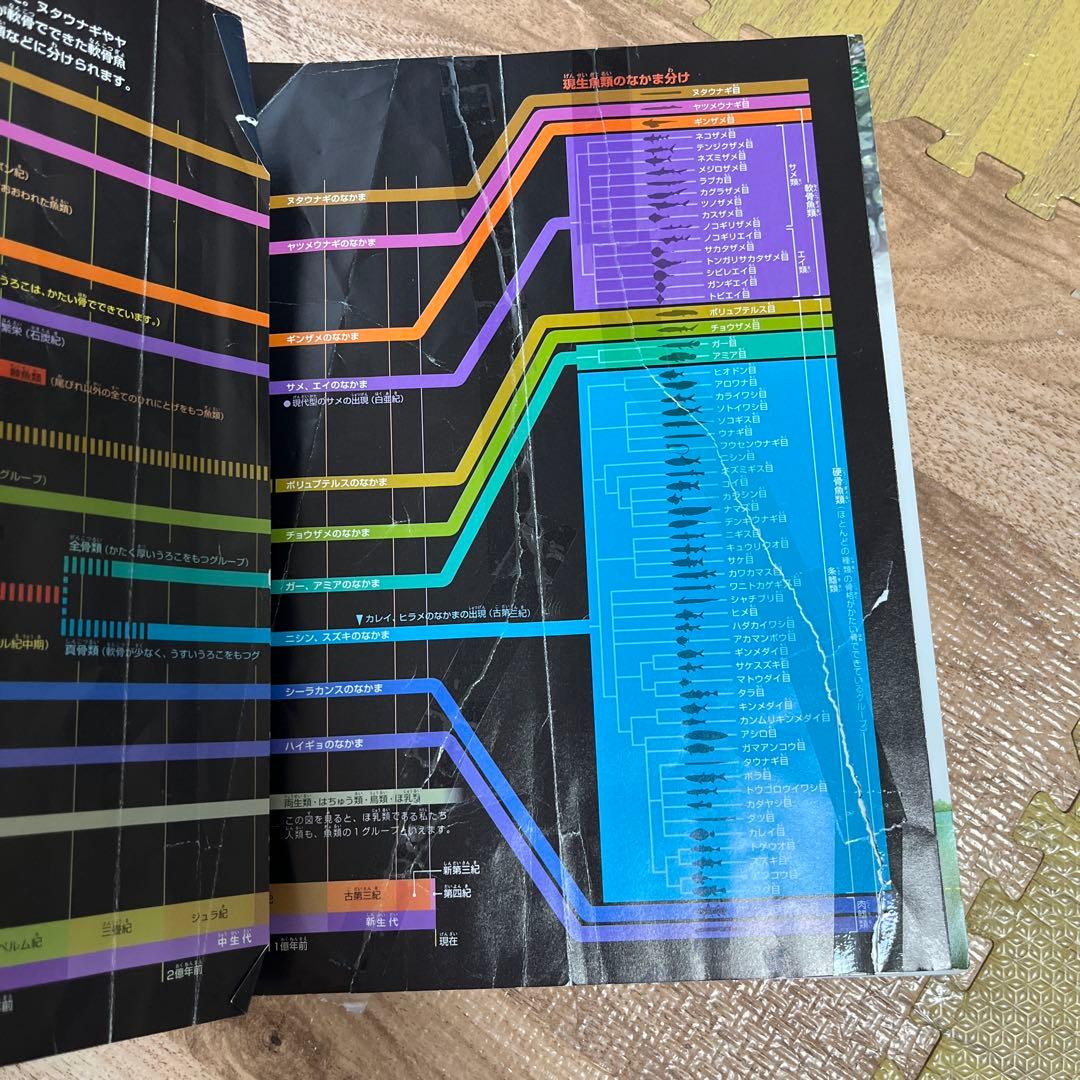 小学館の図鑑NEO DVDなし　19冊セット