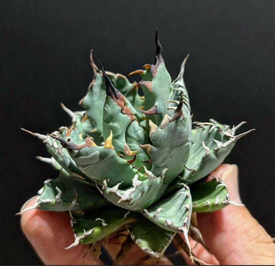 【鉢ごと発送】アガベ チタノタ BB × ネバデンシス hyb発根【強陽炎・青葉