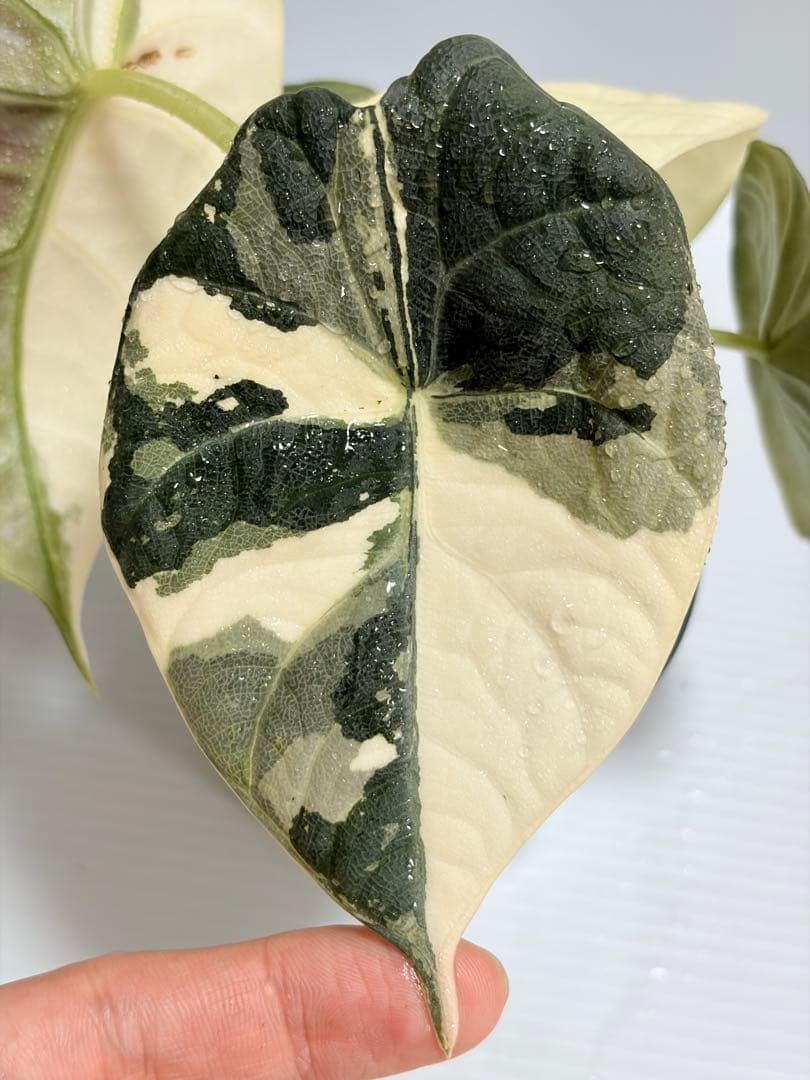 ☆超美斑☆アロカシア マハラニ アルボ