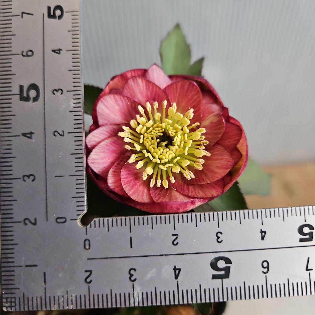 ★Sh様ご購入苗㉖-518㉖-527クリスマスローズ