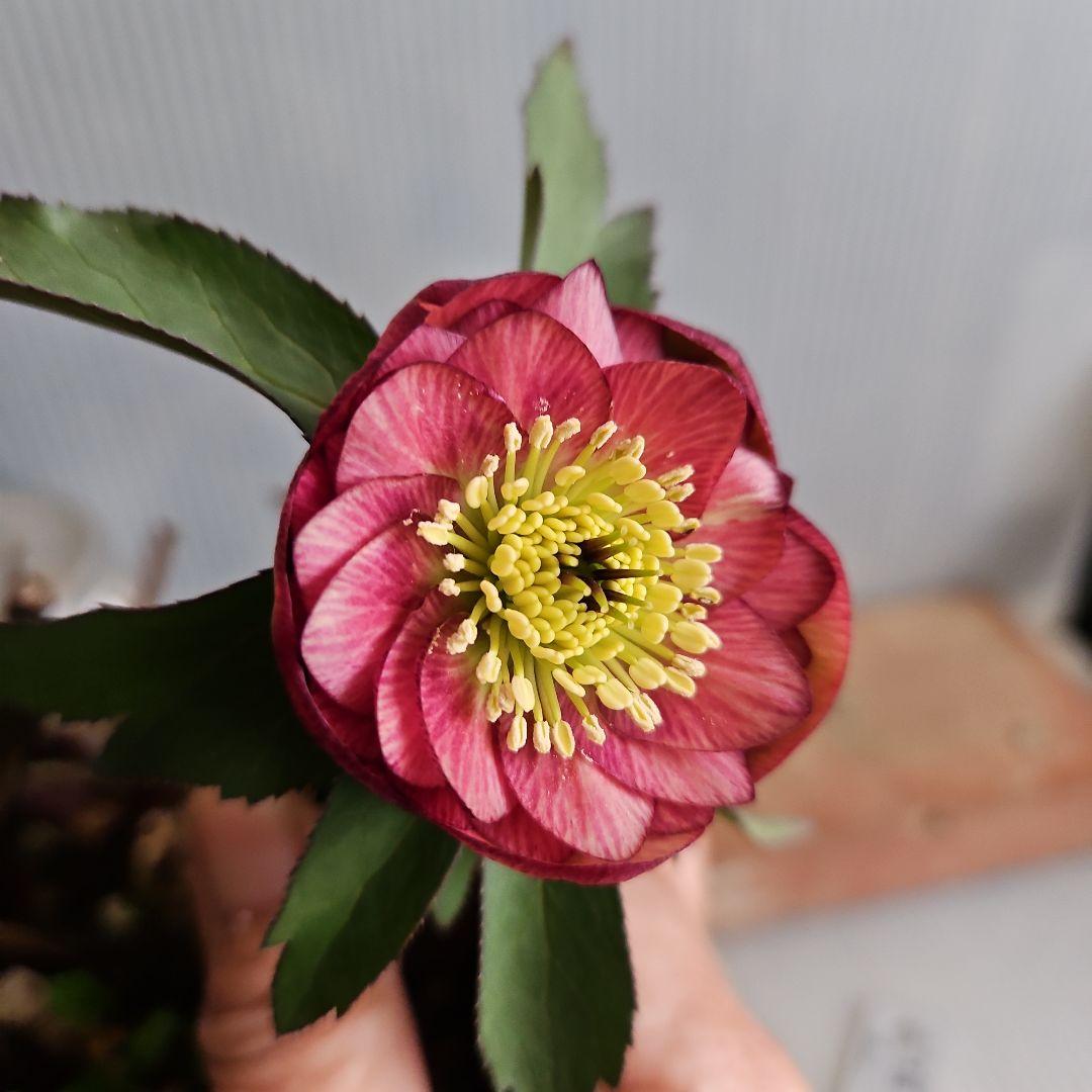 ★Sh様ご購入苗㉖-518㉖-527クリスマスローズ