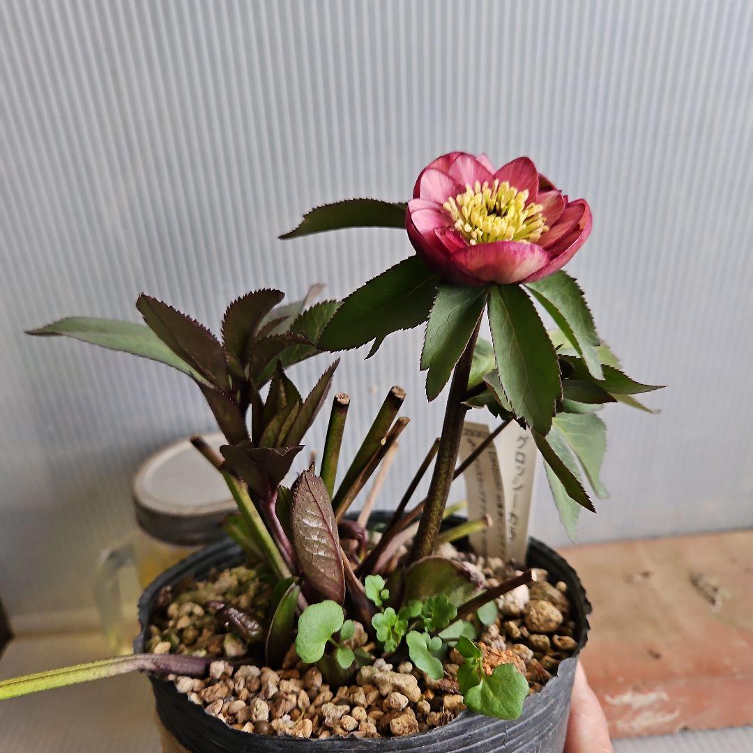 ★Sh様ご購入苗㉖-518㉖-527クリスマスローズ