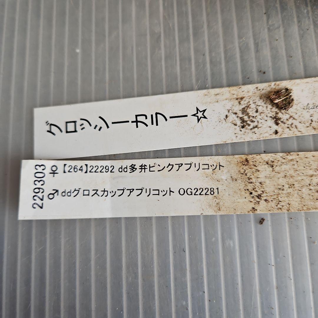 ★Sh様ご購入苗㉖-518㉖-527クリスマスローズ