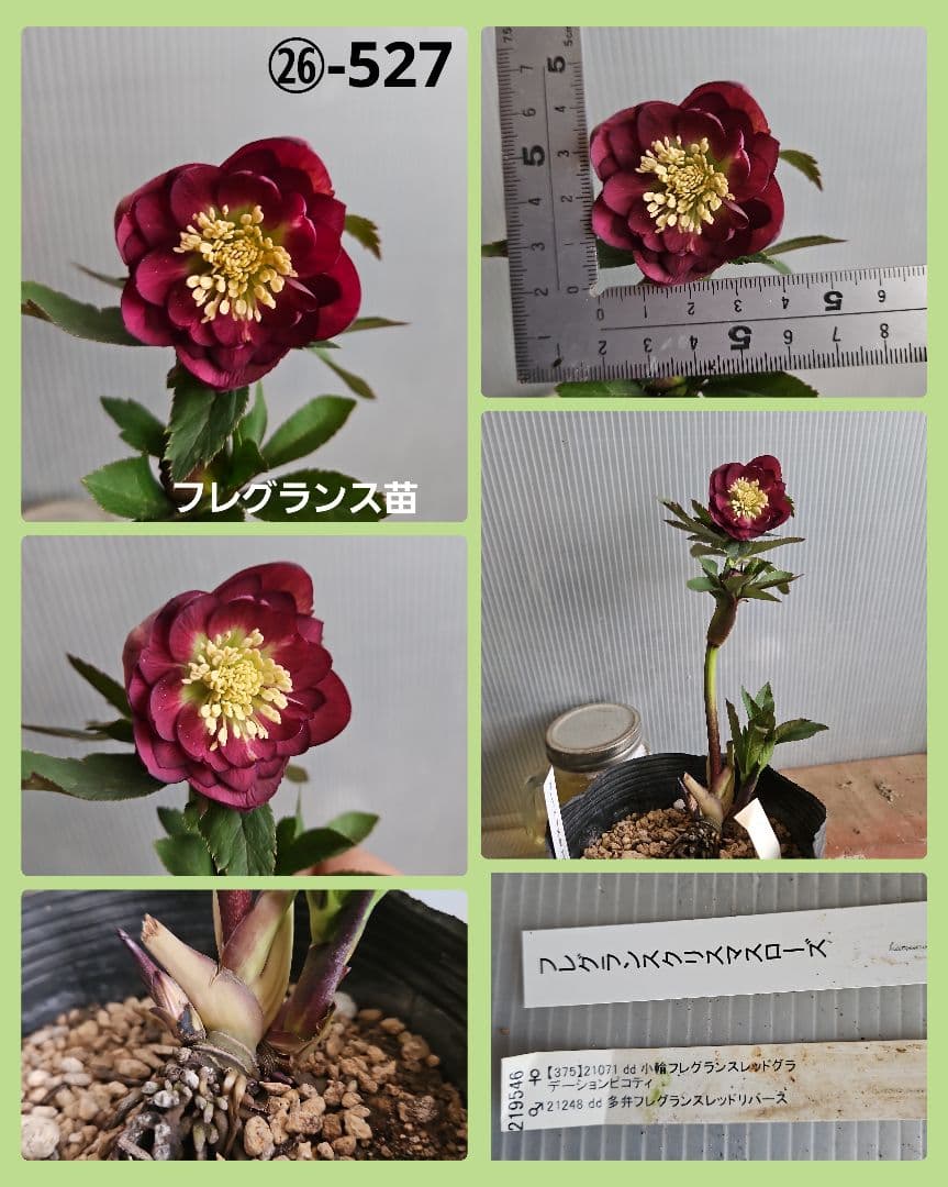 ★Sh様ご購入苗㉖-518㉖-527クリスマスローズ