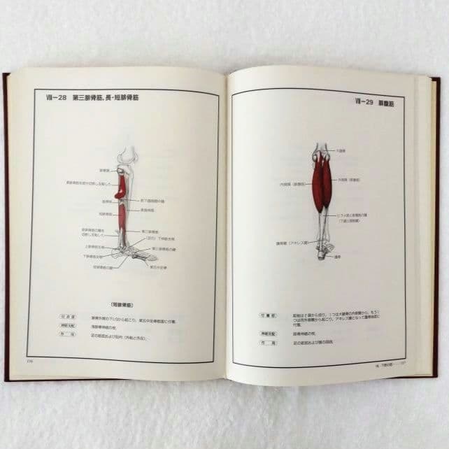 【良品・絶版】チャートブック／ 骨格筋の解剖 ／医学博士 川原群大 編著