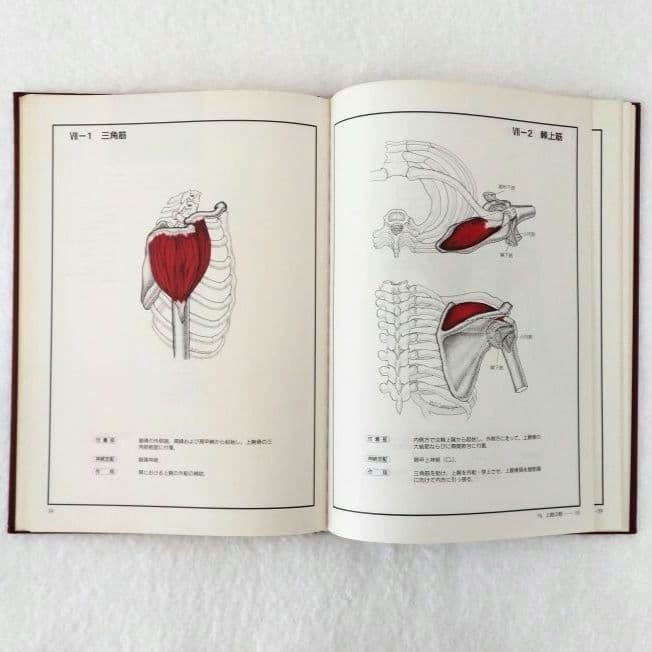【良品・絶版】チャートブック／ 骨格筋の解剖 ／医学博士 川原群大 編著