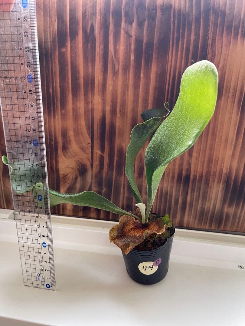 ビカクシダ 大きめ5株セットＣ