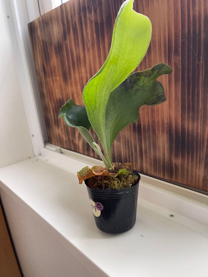 ビカクシダ 大きめ5株セットＣ