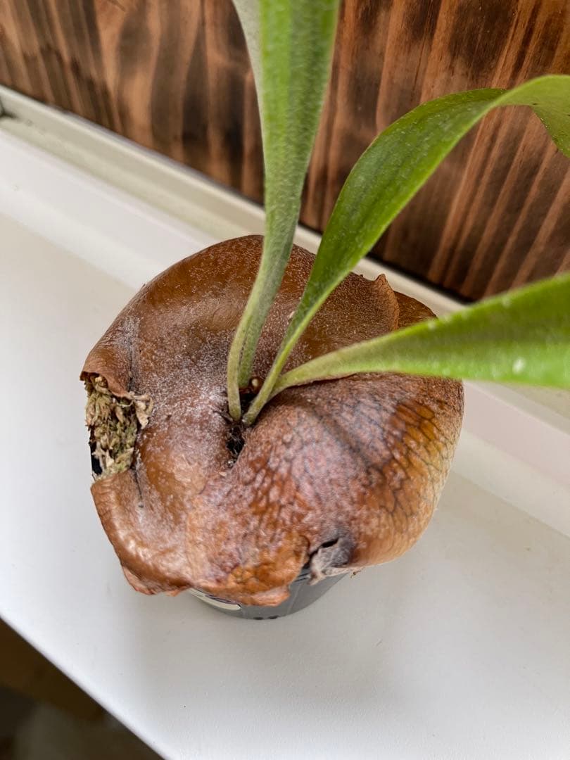 ビカクシダ 大きめ5株セットＣ