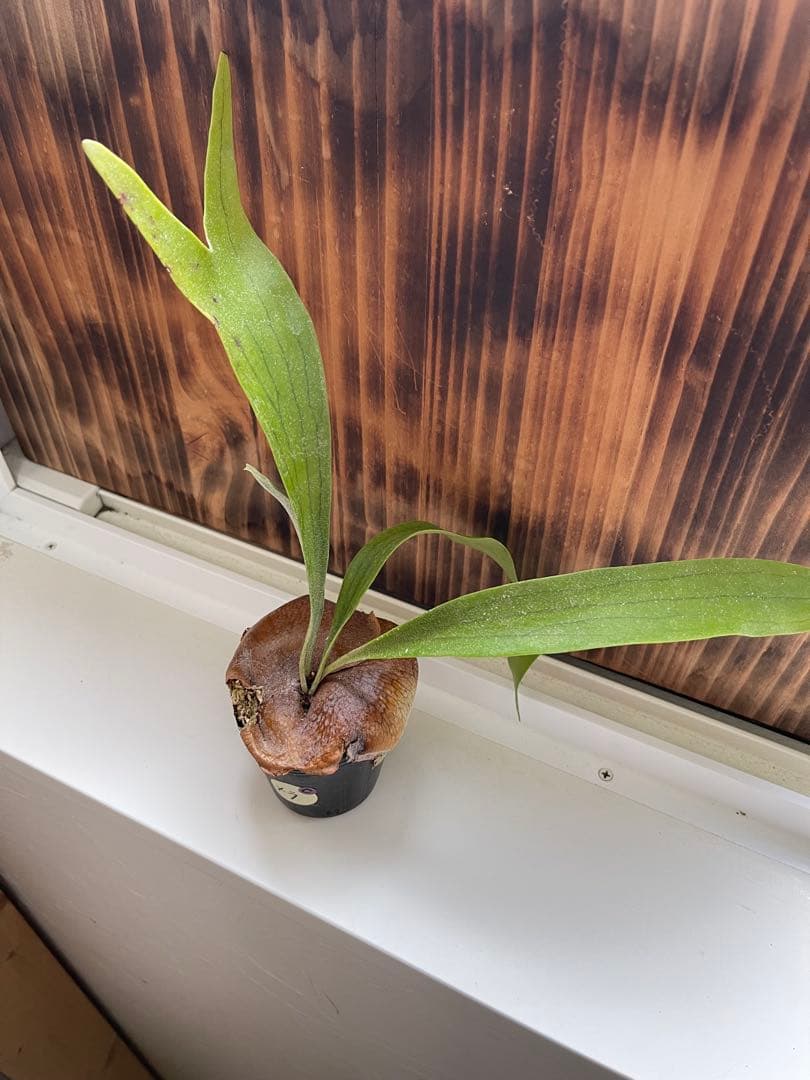 ビカクシダ 大きめ5株セットＣ