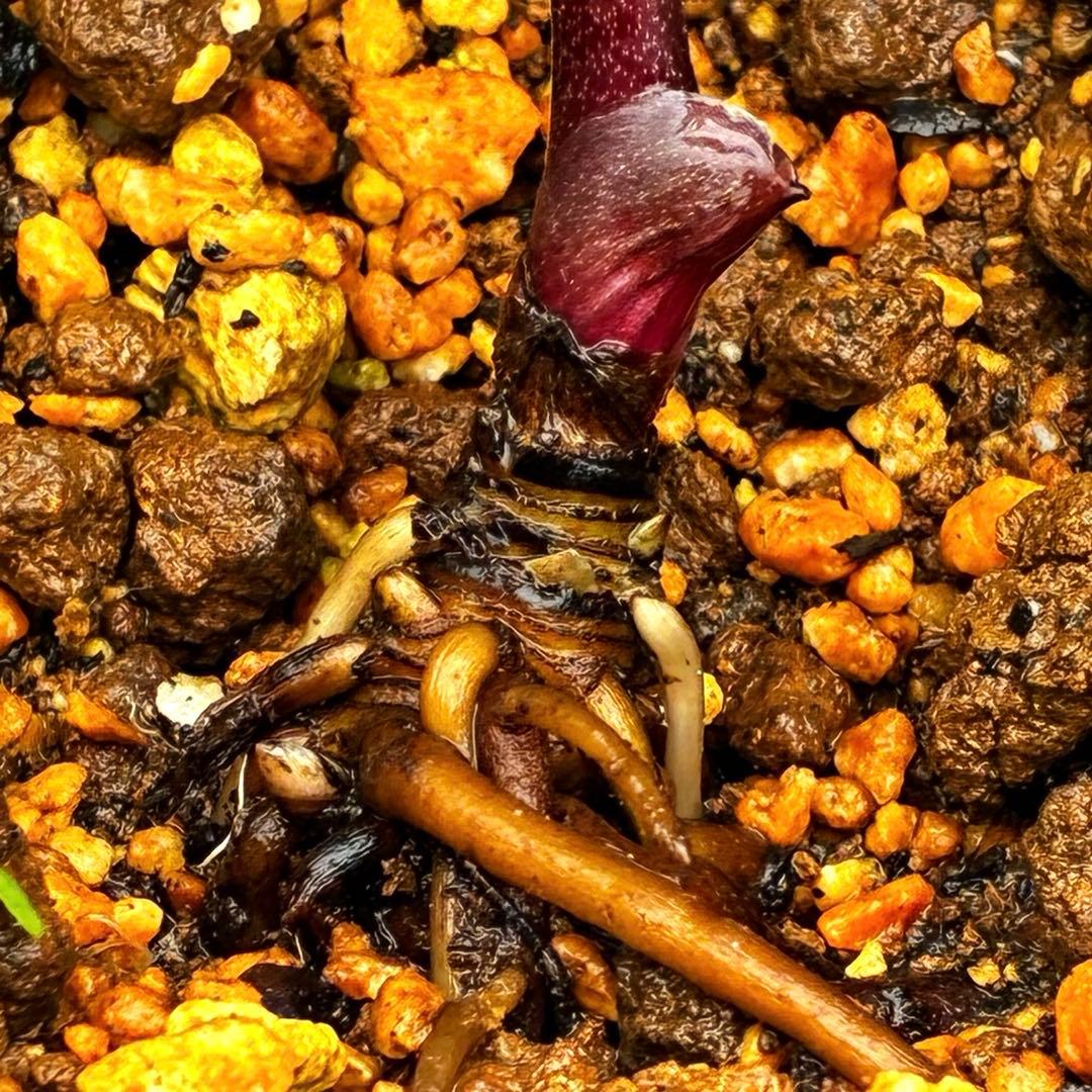 ☘️2年管理☘️タグ付☘️超レア☘️BELCHERI⭐PINK ICE系⭐️ASHWOOD