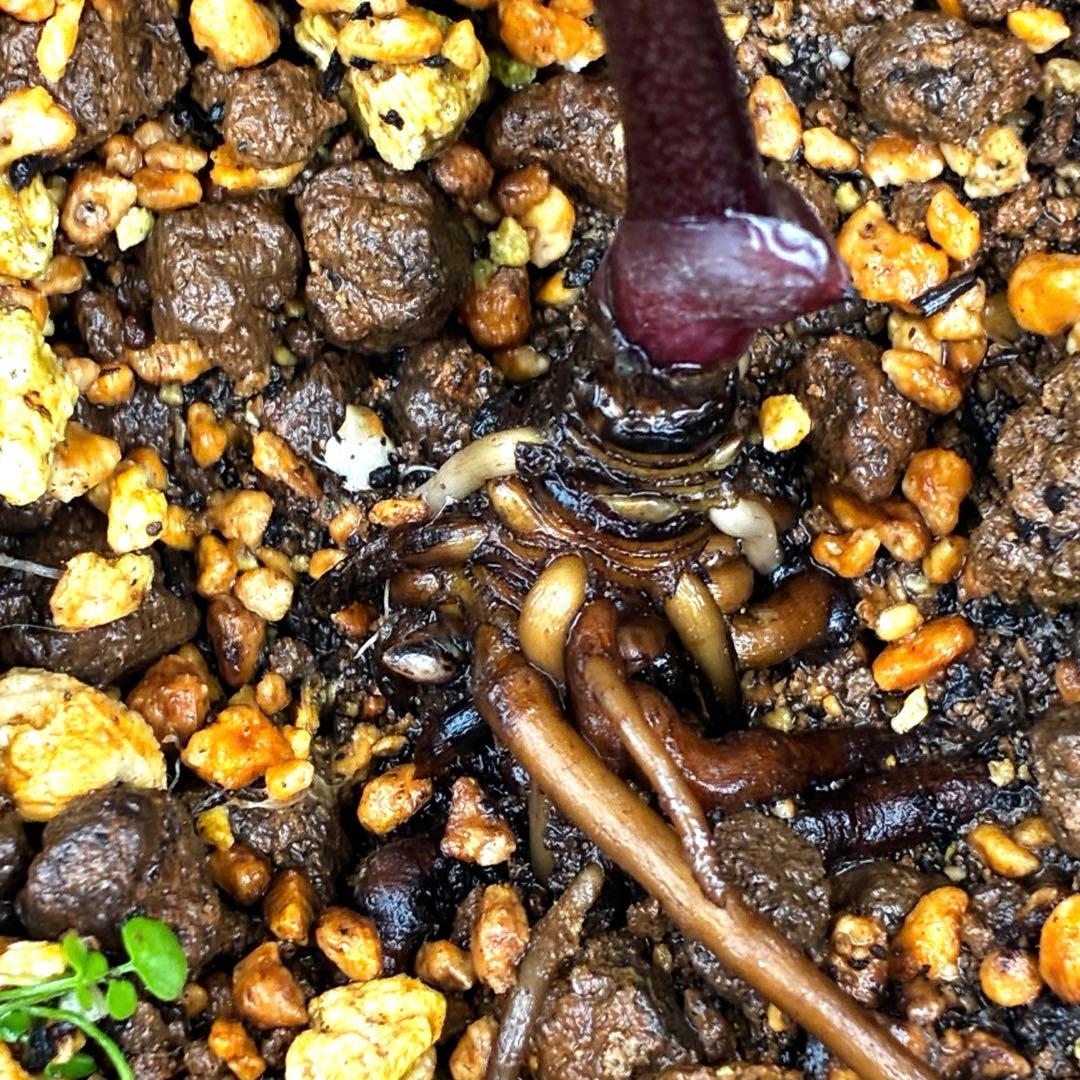 ☘️2年管理☘️タグ付☘️超レア☘️BELCHERI⭐PINK ICE系⭐️ASHWOOD