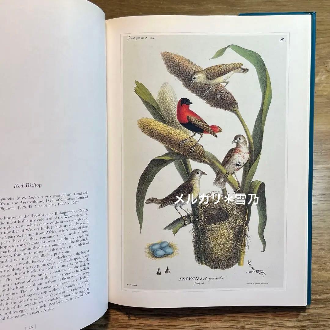 アート・デザイン・音楽 CLASSIC NATURAL HISTORY PRINTS BIRDS